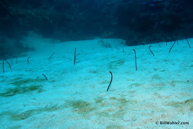 Garden eels (Heteroconger)