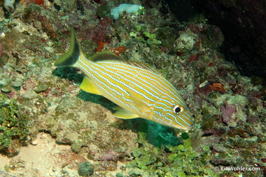 Bluestriped grunt (Haemulon sciurus)