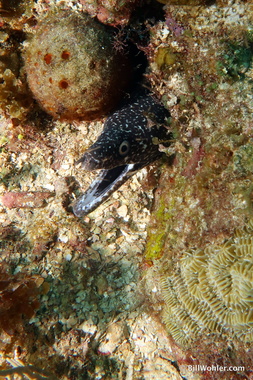 Spotted moray (Gymnothorax moringa)