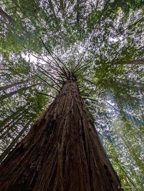 This "Big Tree" dwarfs its descendants