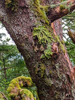 Tree lungwort (Lobaria pulmonaria).