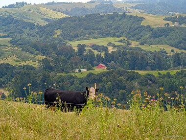 A good view of the Red Barn along La Honda Road